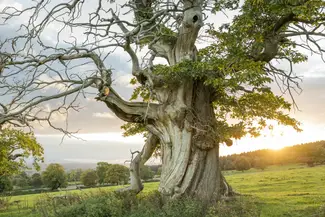 croft castle veteran tree
