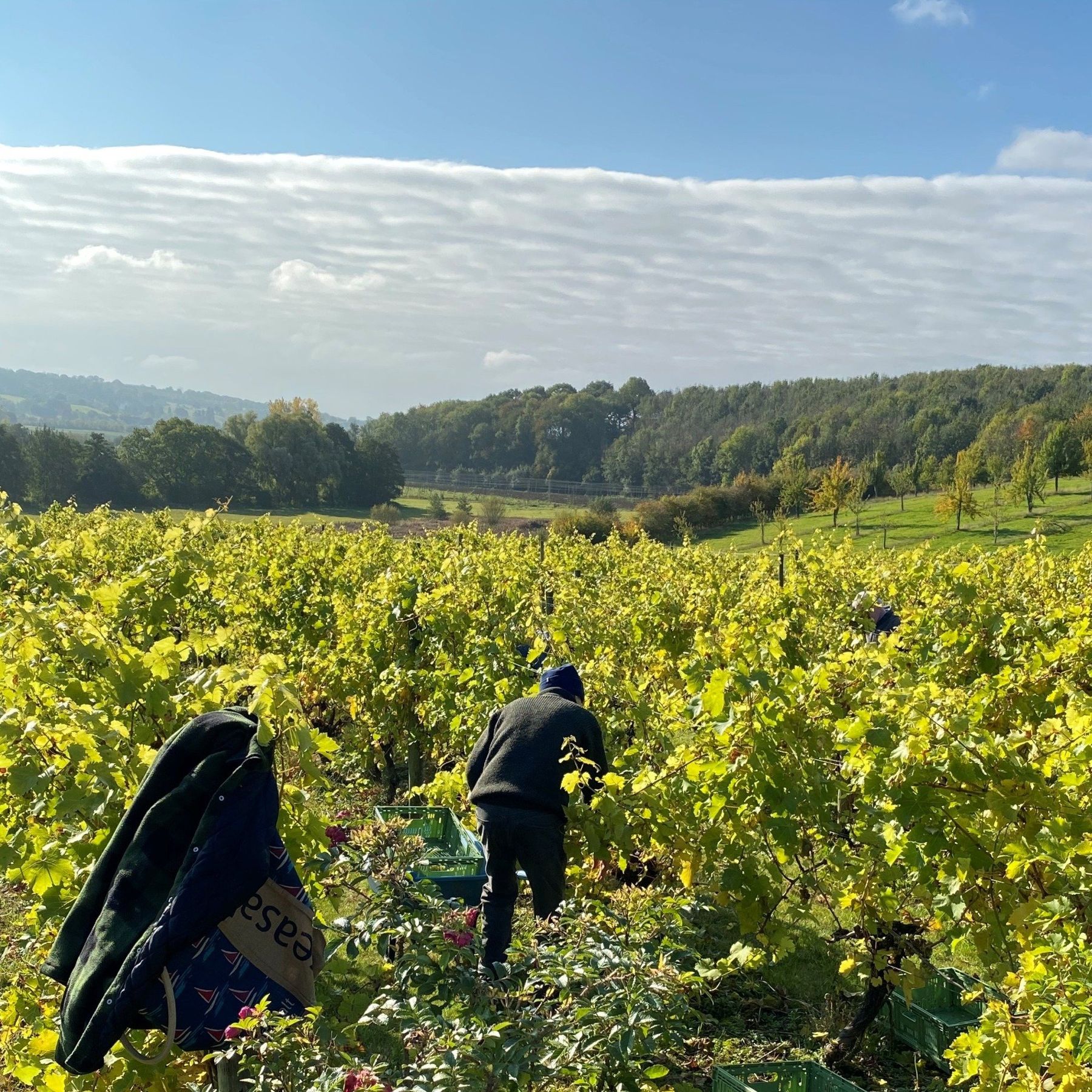 Harvesting