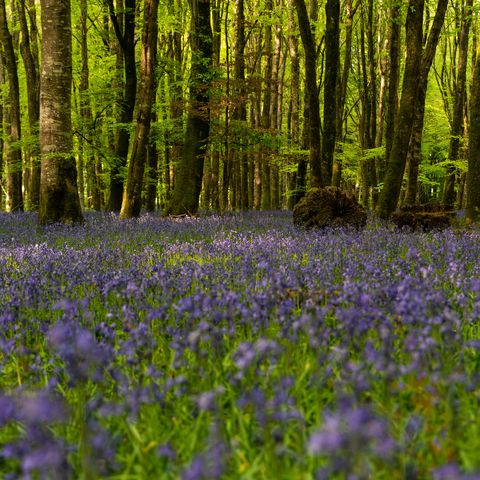 Bluebell Wood