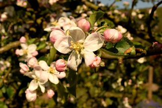 blossom