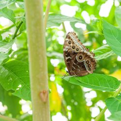 Brown Butterfly