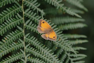 Ringlet butterfly on a fern