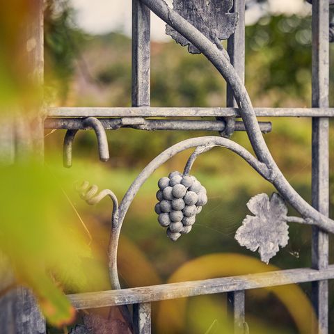 frome valley vineyard