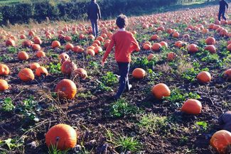 selecting a pumpkin
