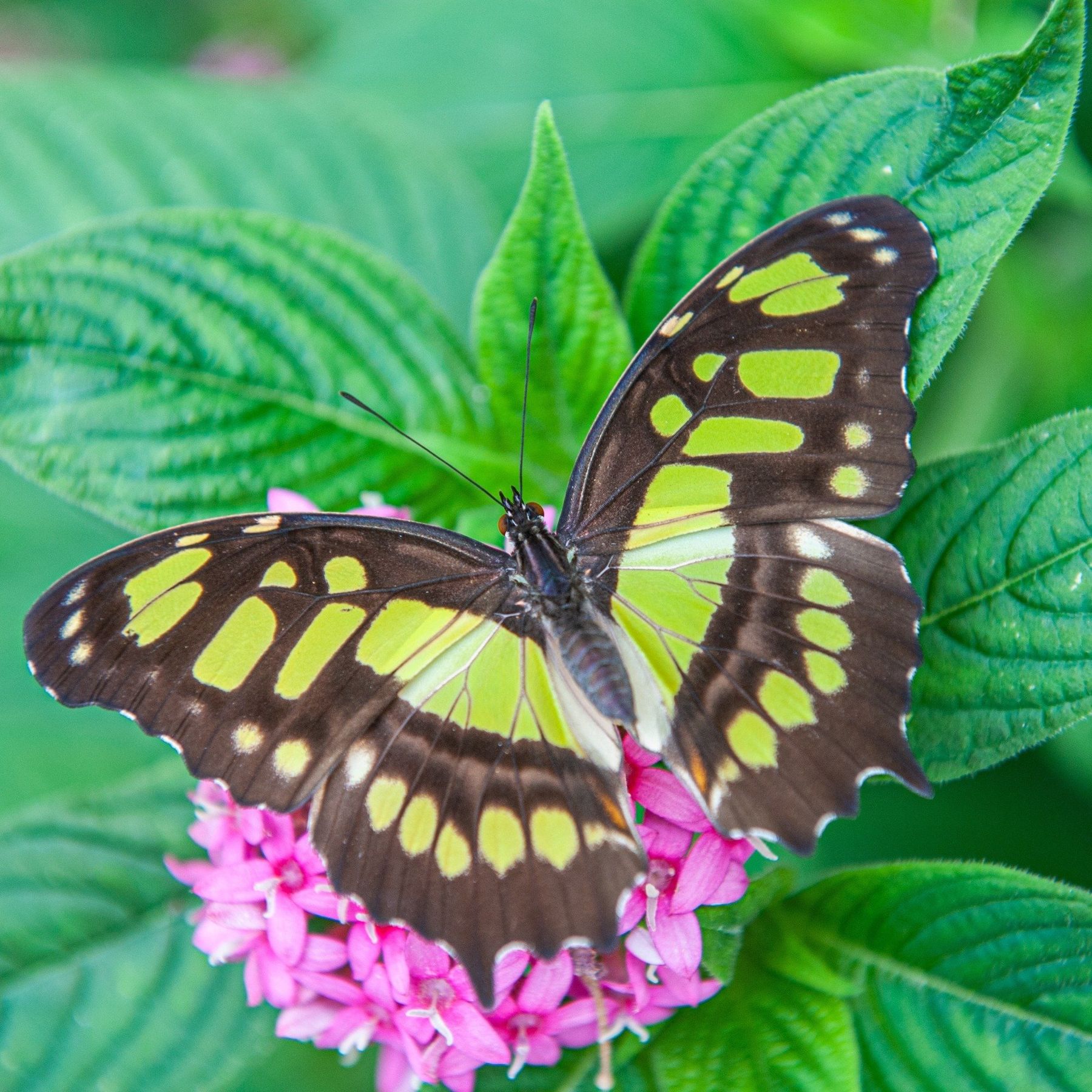 Green Butterfly on purple FLower