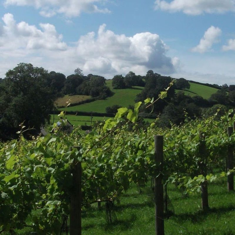 Black Mountain Vineyard
