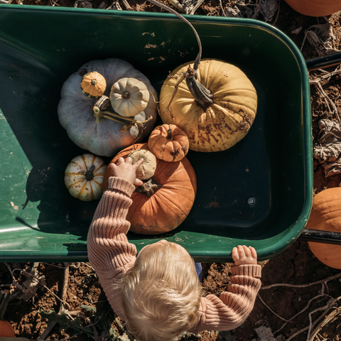 Petes pumpkin patch herefordshire