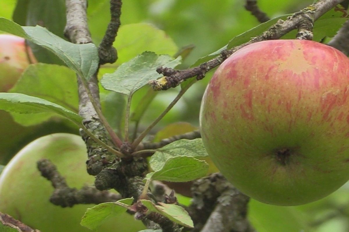Apples on a tree