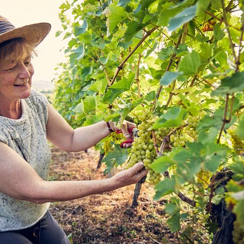 frome valley vineyard