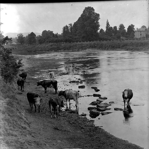 Cattle drinking at Bartonsham Ford, Hereford.