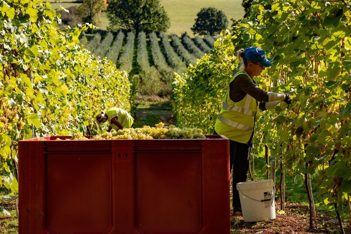 A Herefordshire Vendage at 1276 Wines