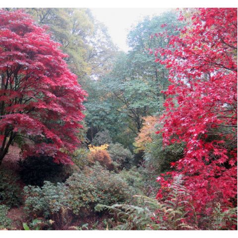 Hergest Croft Gardens