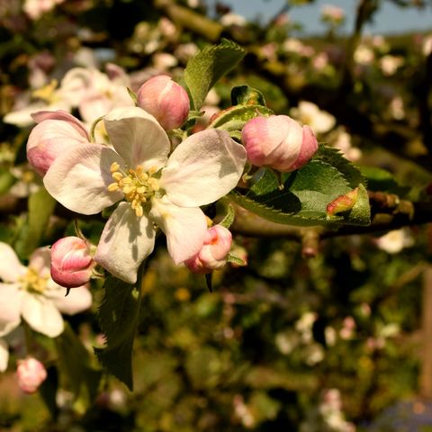 blossom