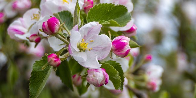 blossom