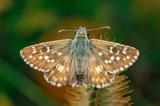 Moth