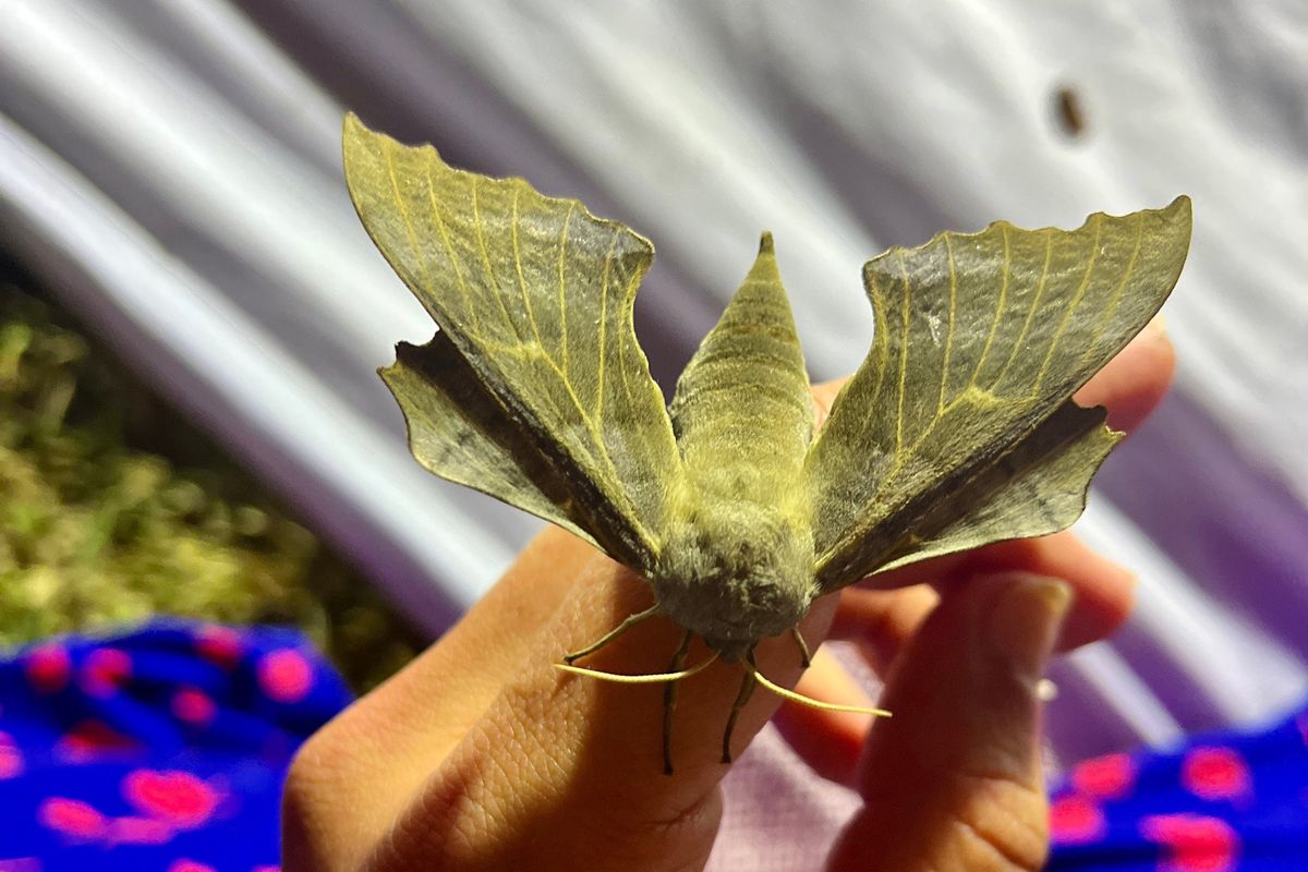 Moth spotting workshops in the orchard