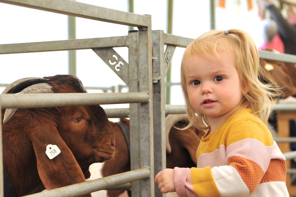 little girl petting a goat