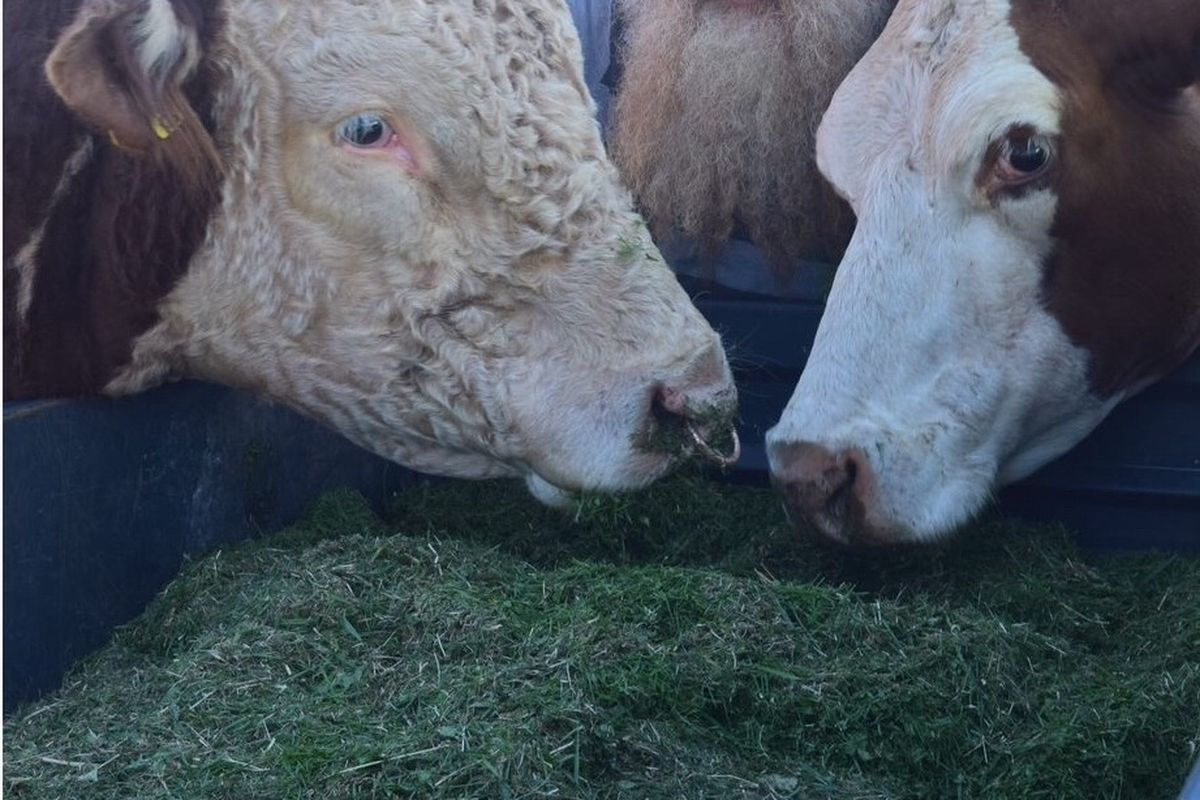  man with two Hereford cattle