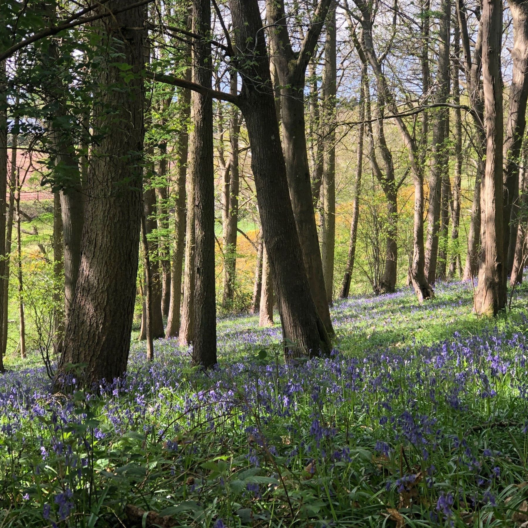 Bluebells in spring