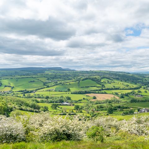 Golden View of Merbach Hill 