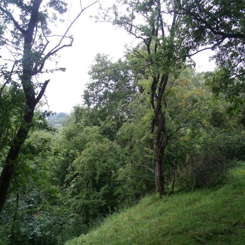 Risbury Hillfort