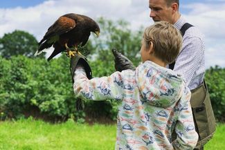 Falcon experience
