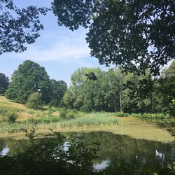 Spot the fish at Lawn Pool
