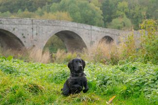 kerne bridge 