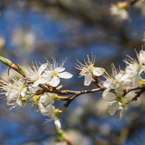 blossom