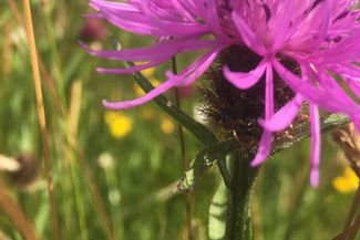 Wildflowers at Rowlestone Farm