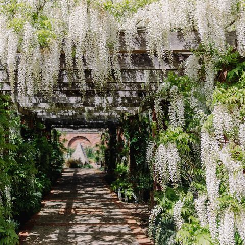 Wisteria arch at Brobury Gardens