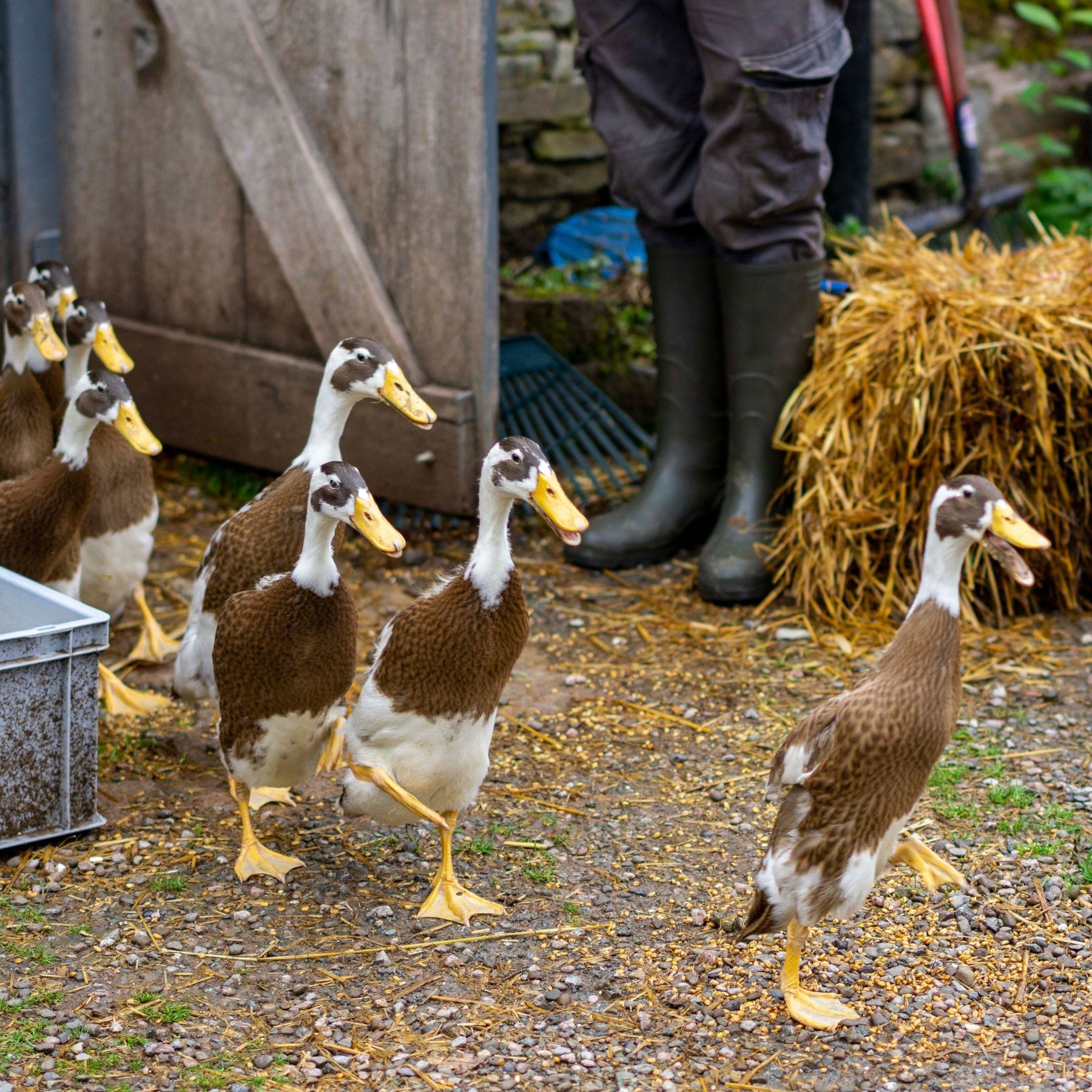 Ducks