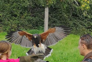 Girl and handler catching falcon in flight