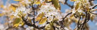 Blossom