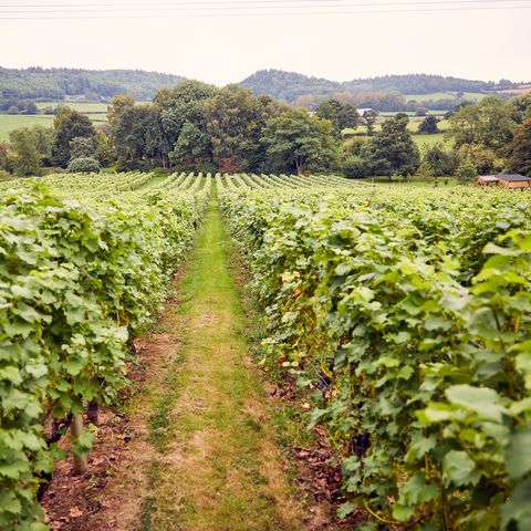 coddington vineyard