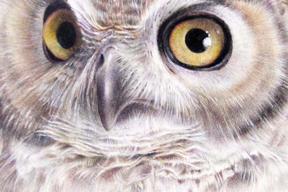 'Great Horned Owl' (detail) by Miranda Whitten-Walker