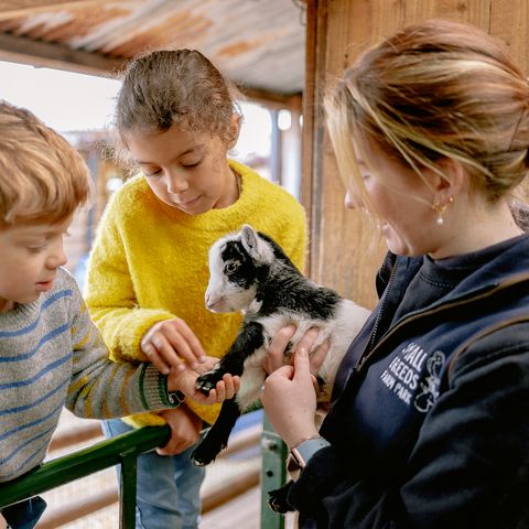small breeds