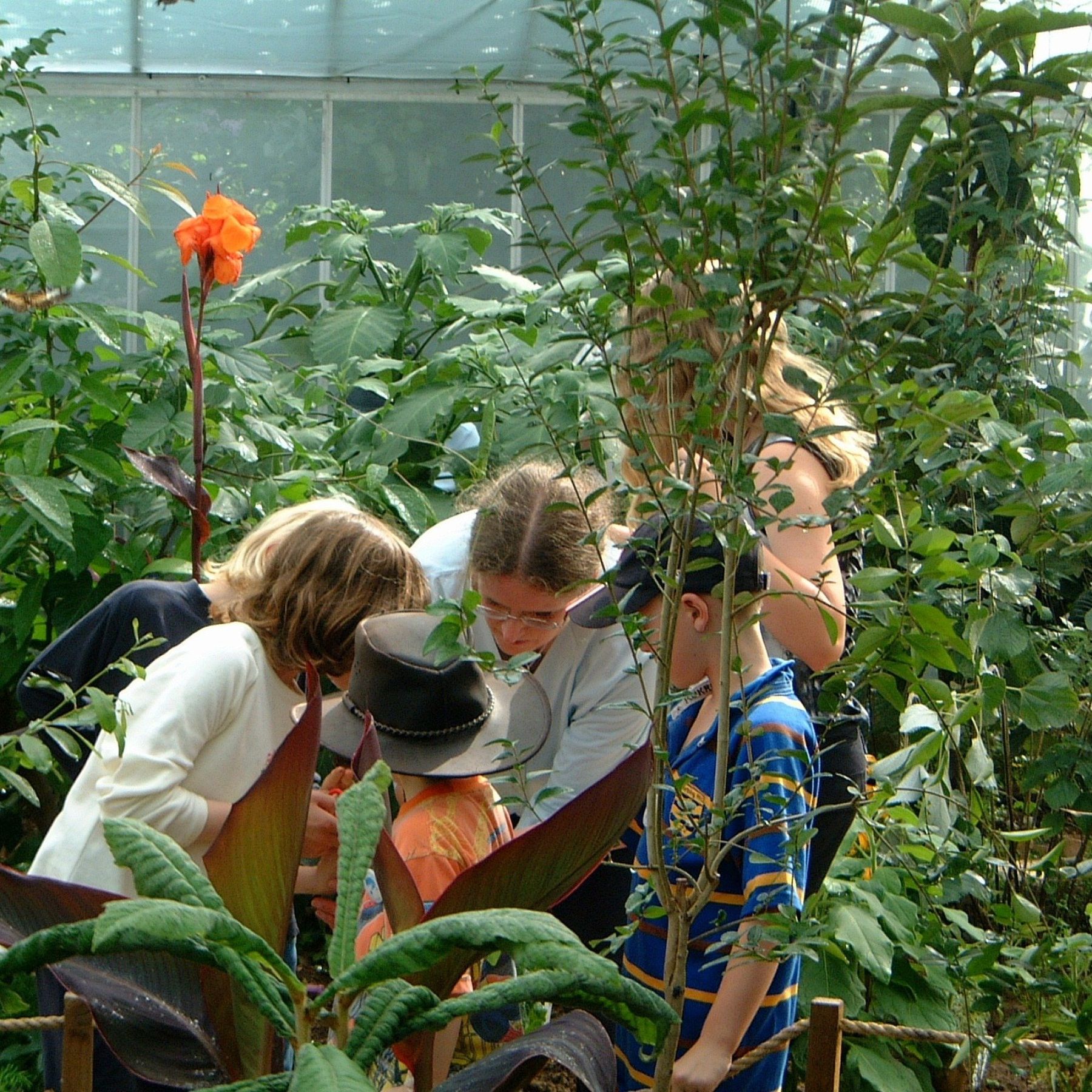 children looking at buttefly