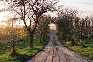 1276 Wines Vineyard near Ledbury