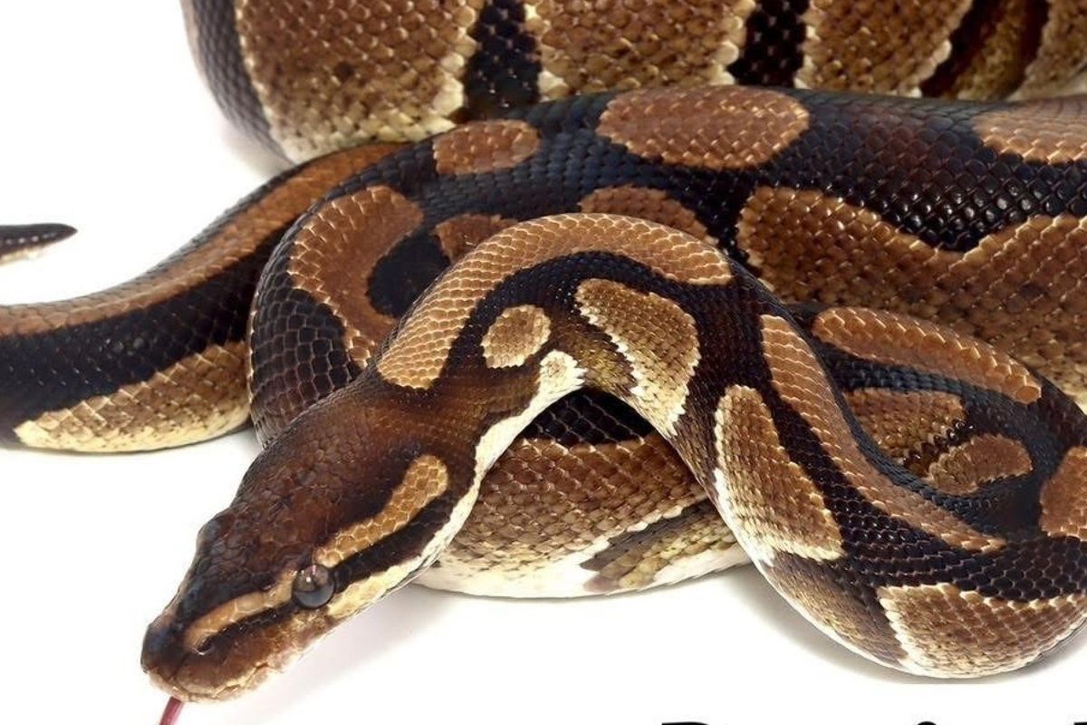 Royal Python