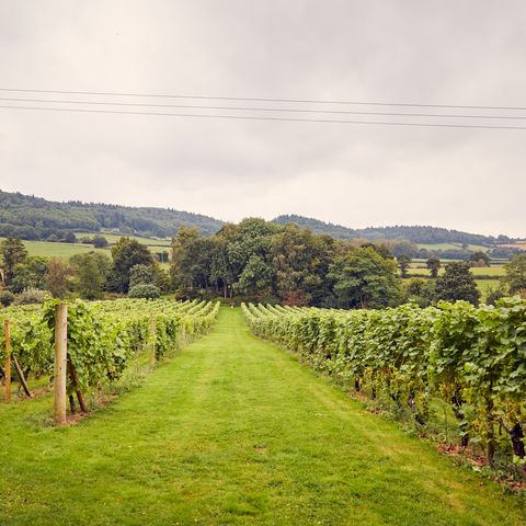 coddington vineyard