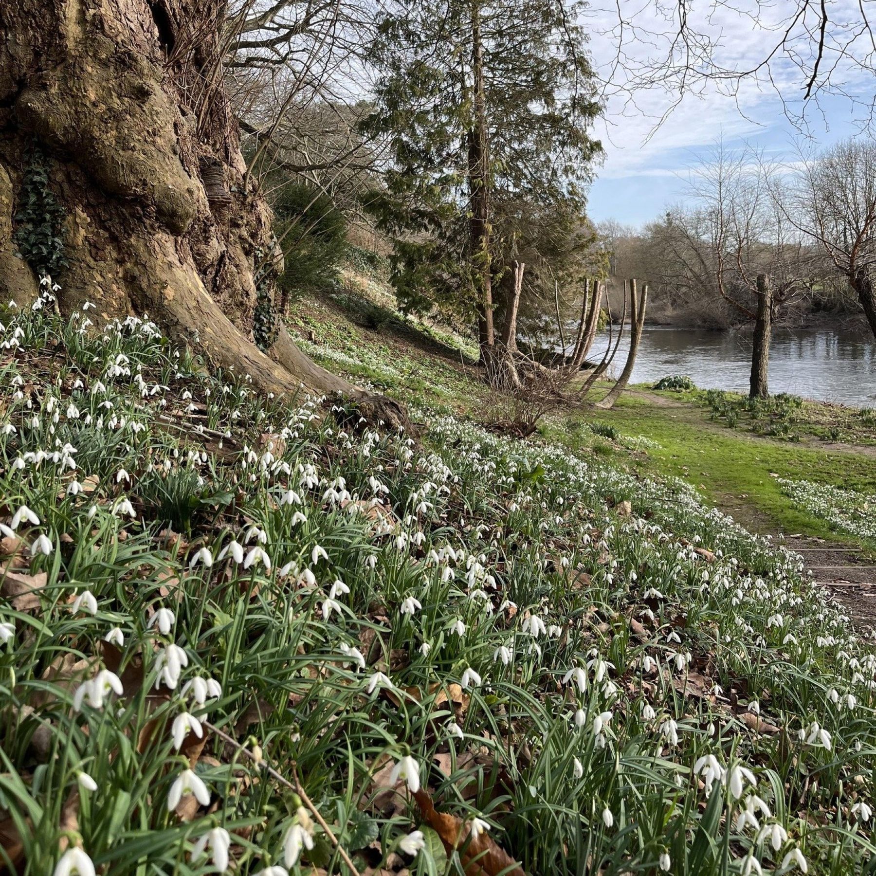 Snowdrops at The Weir Garden