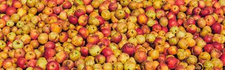 cider apples