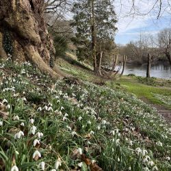 Snowdrops at The Weir Garden