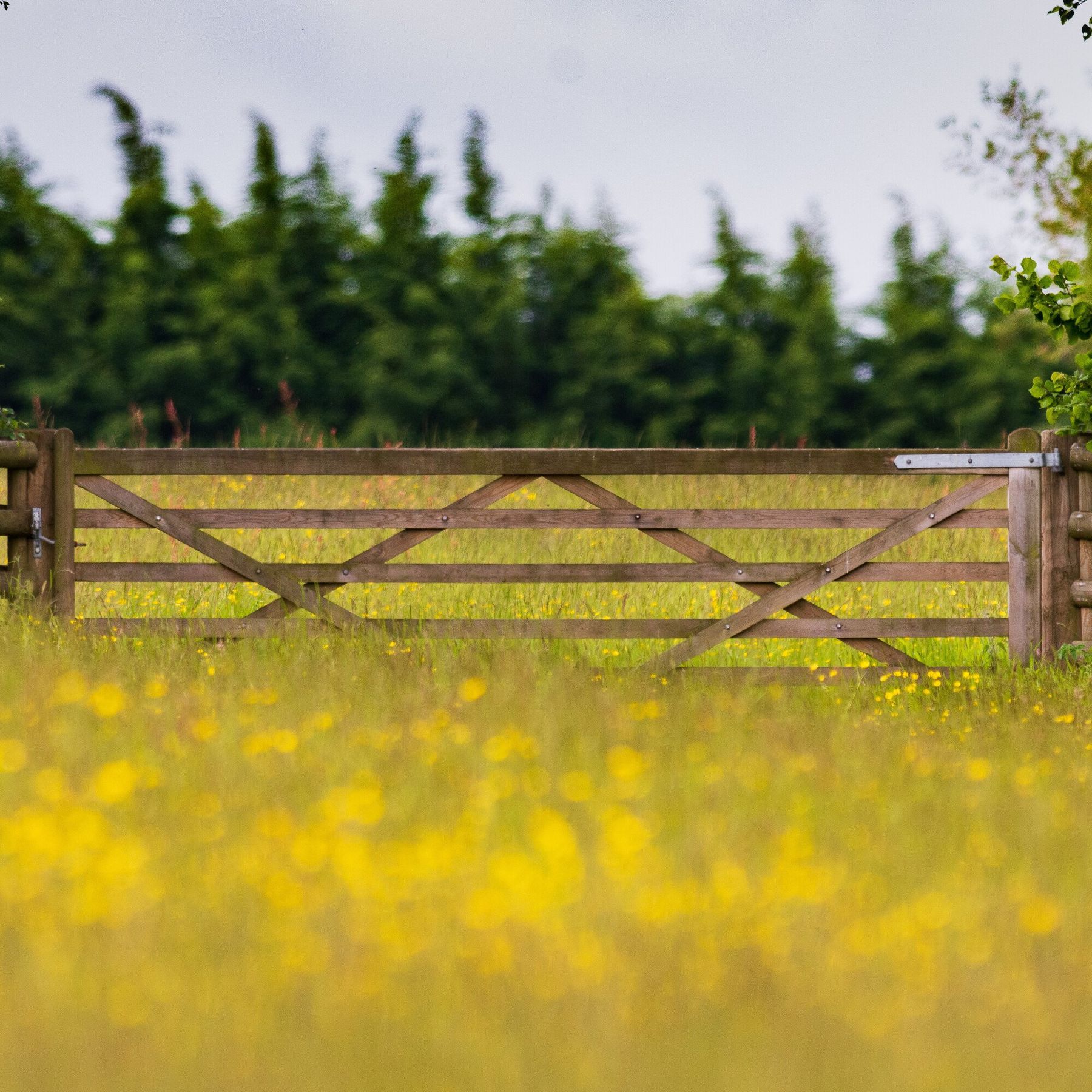 Buttercups at Birches Farm (c) Paul Lloyd