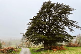 EASTNOR DEER PARK