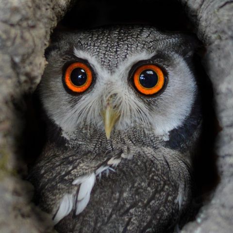 Small Breed Farm Park & Owl Centre