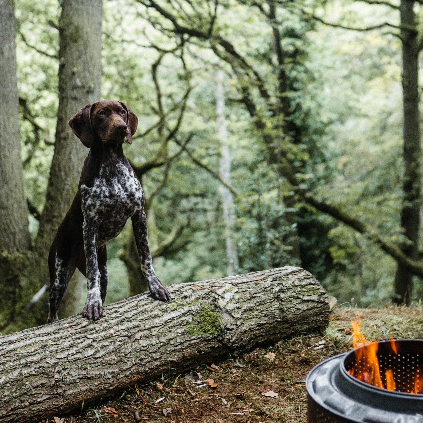 Dog Friendly