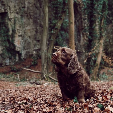 bring your pooch