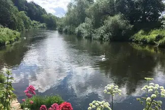 flowers near river garden